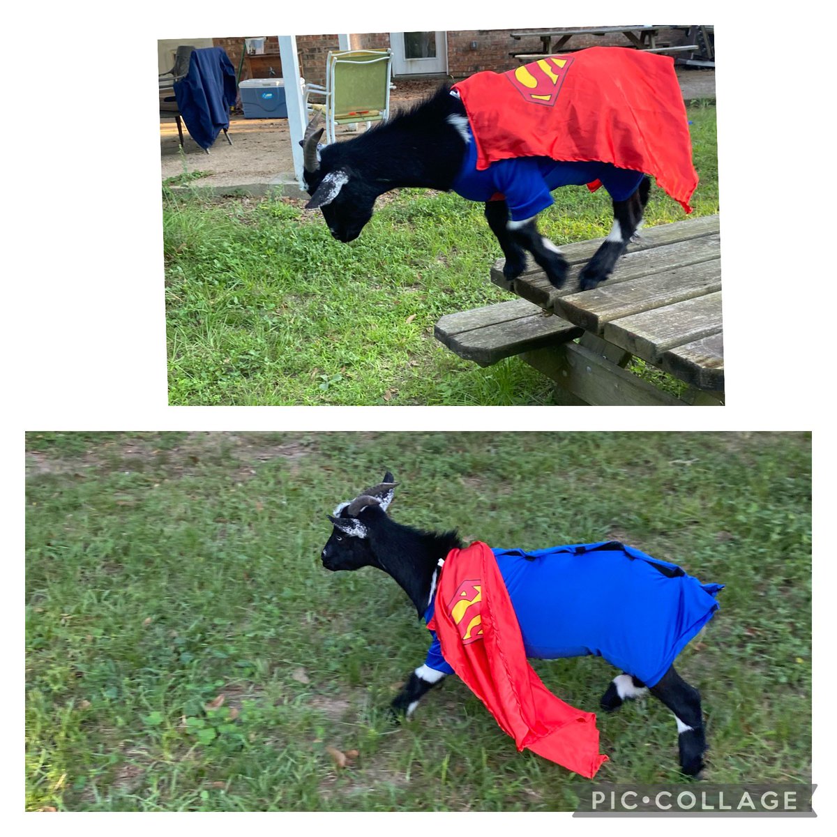 Leaping from tall tables…,it’s Super Starsky rushing to say Hello! Be a super hero tomorrow! #StartWithHelloWeek  <a href="/HumbleISD_TMS/">Timberwood Middle</a> <a href="/CounselorJenn48/">Jennifer Carter</a> <a href="/MrsJenAustin/">MrsAustin</a> <a href="/dalilanich82/">Dalila</a>