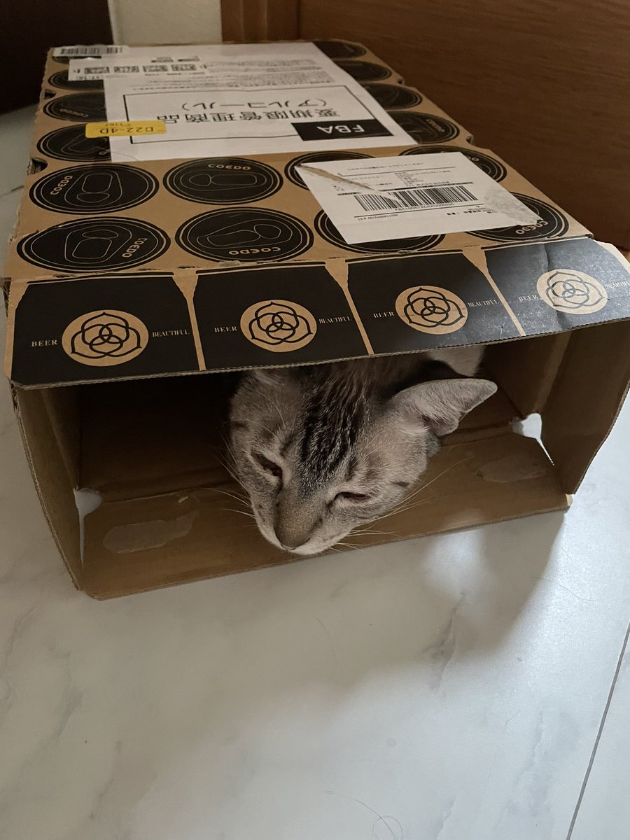 照間トッド / Todd Tilma tweet media