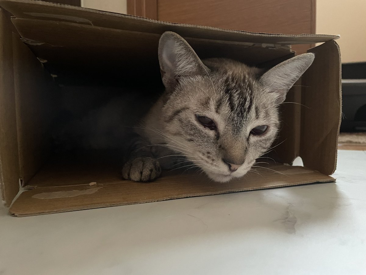 照間トッド / Todd Tilma tweet media