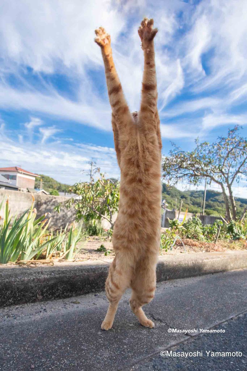 風をあつめて

#ねこ #猫 #cat https://t.co/f3gjtW3AtJ