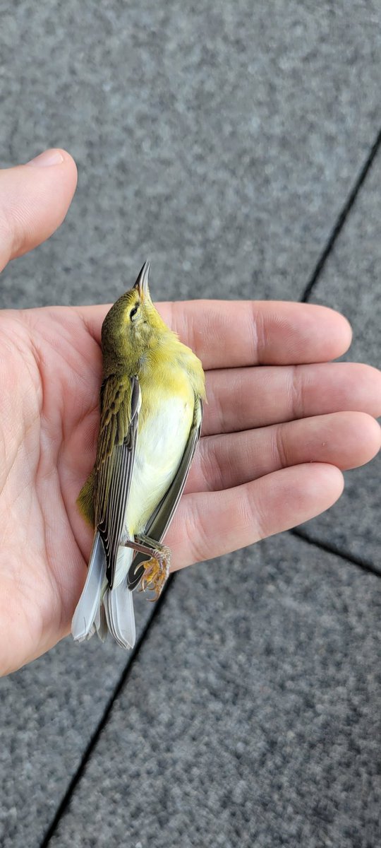 Lights out tonight, everyone. It's going to be a big one for migration. Please do your part so we have fewer strikes and call CBCM at 7739881867 if you find an injured bird (or bat). These photos are from only a couple of days of monitoring I've done this season.