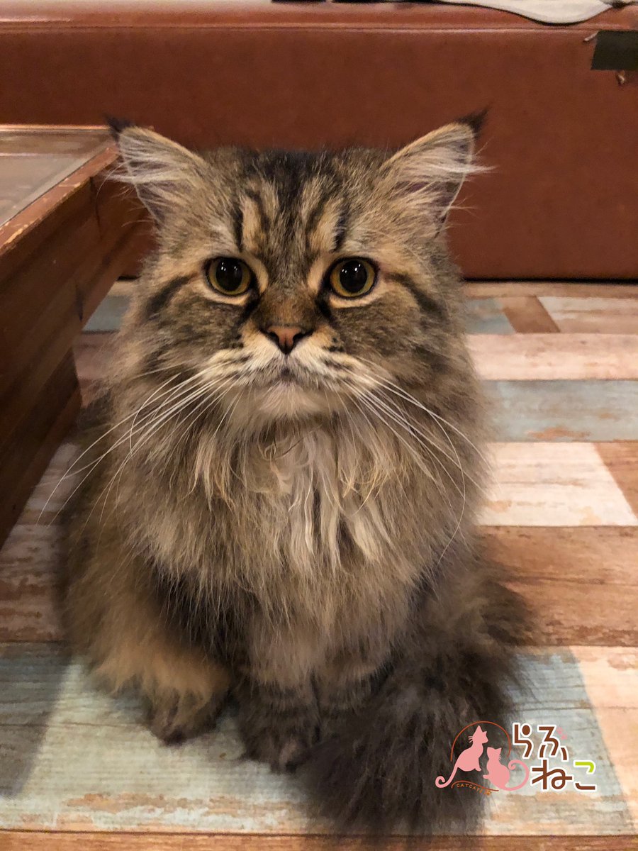 23年版 札幌でおすすめの猫カフェ6選 猫好きにたまらない癒やしの空間 札幌diary