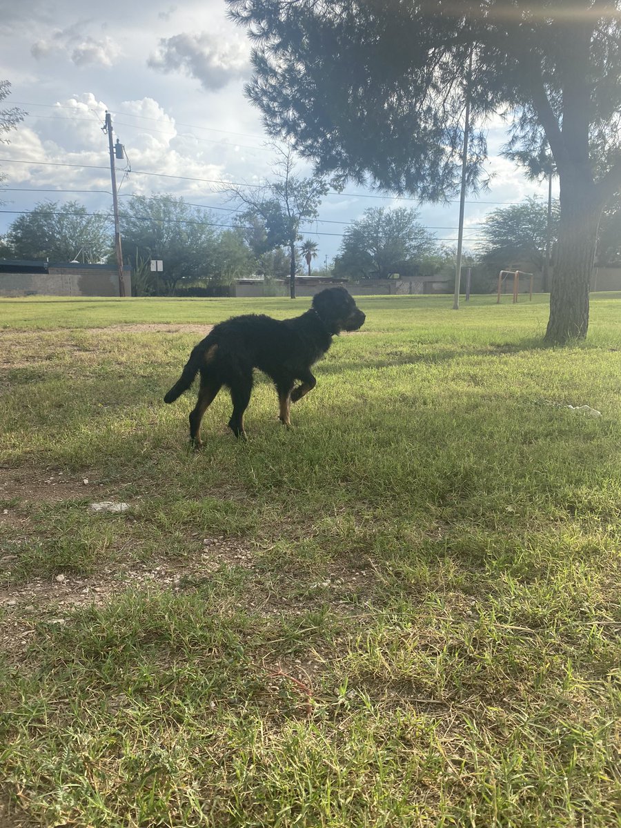 meagan_kratzer's tweet photo. @whatsuptucson lost dog at mansfield park has collar but won’t let me get too close https://t.co/nSLnHW008W
