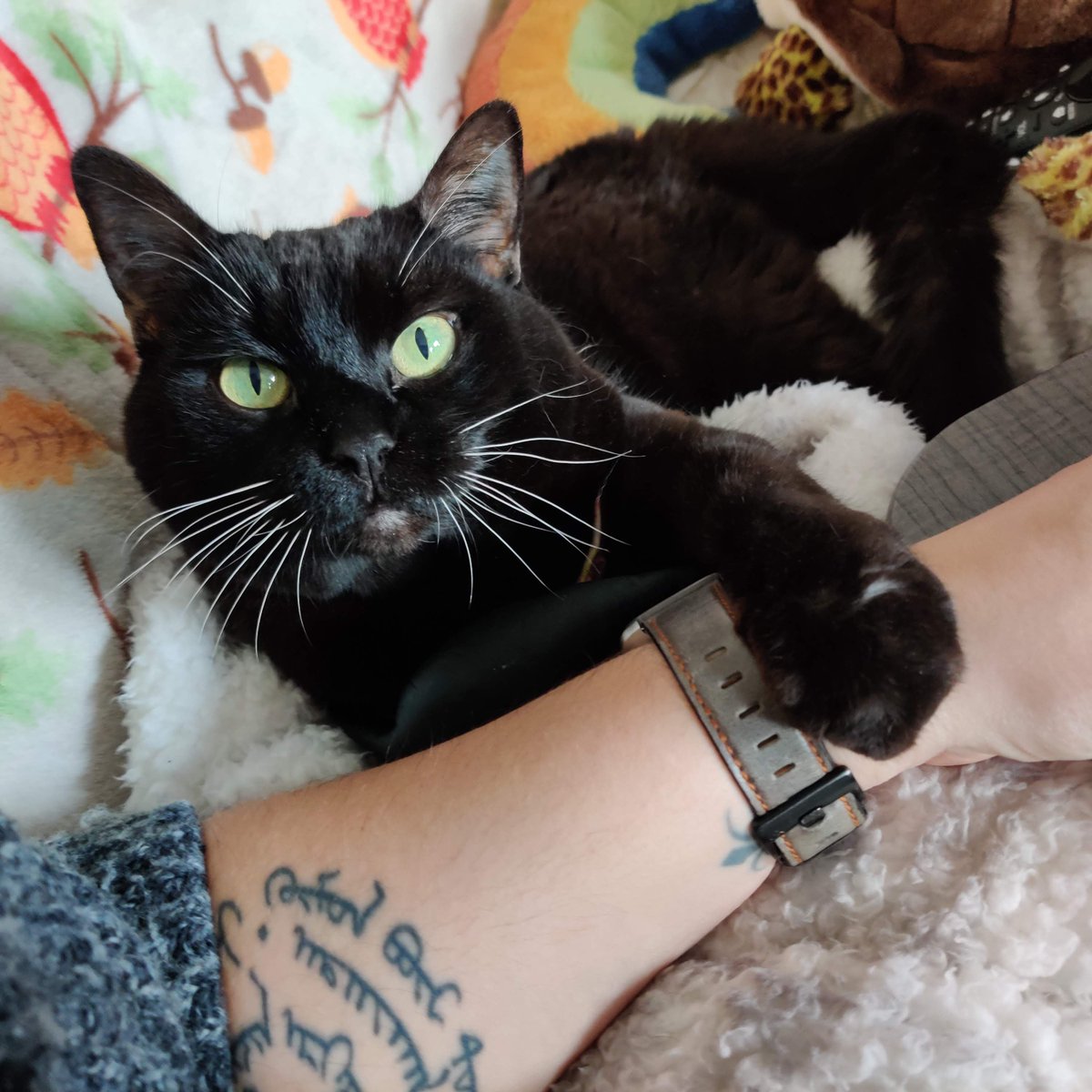 Said goodbye today to this sweet girl after 14 years. Love you Indigo