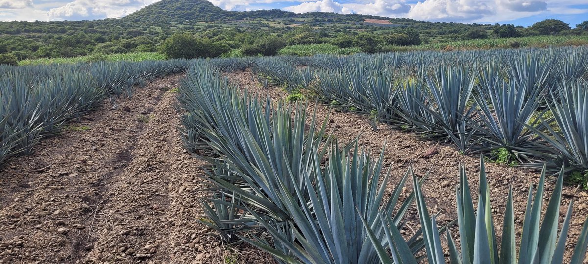 jdmartinezsalga's tweet photo. Estamos de gira por el HUB bajío de México, en el marco de la iniciativa AgriLAC del @CGIAR, con nuestros colegas del @CIMMYTesp. Queremos comprender a detalle este enfoque de desarrollo basado en investigación para poder adaptarlo despues a las condiciones de Guatemala. https://t.co/LpWnMMpe17