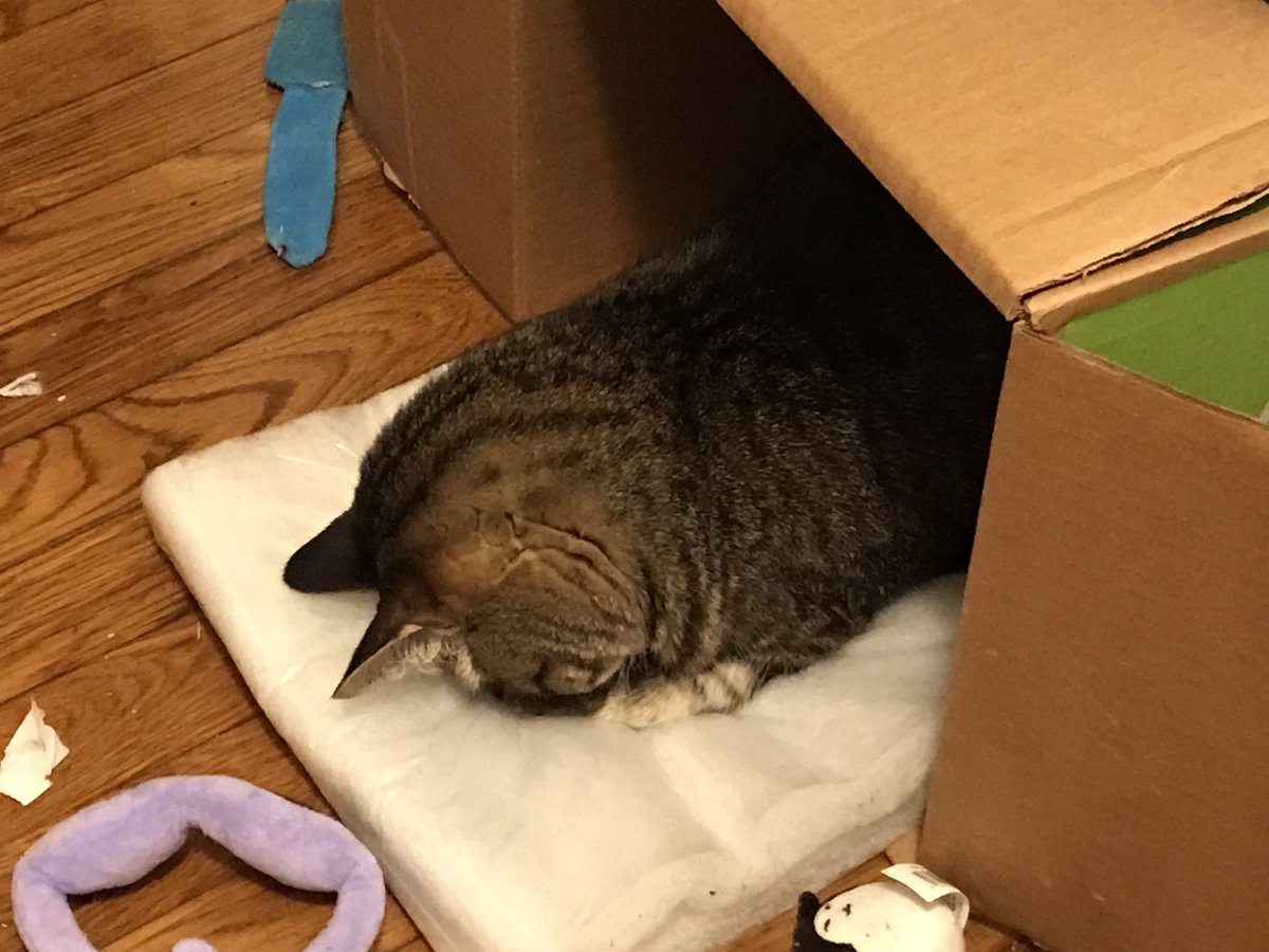 KamiAnya1's tweet photo. Face plant!
#DailyEclipse https://t.co/v3zmzPKbHo