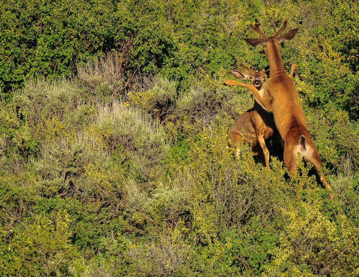 EL0NCOMMUNITY's tweet photo. This happened on a pretty steep hillside. The #BuckMuleDeer with his bottom planted on the ground was basically sitting, getting a very quick clobbering. #Nature #Photography #ArtThrowDown 🤓 https://t.co/GpQ4kyvTEq