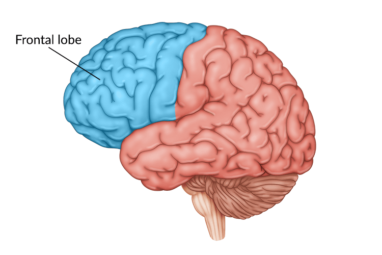 Davidtc0050's tweet photo. #Frontallobes are subdivided into two areas: motor cortex and prefrontal cortex. Motor cortex controls the voluntary movements and prefrontal cortex is involved in forming our personality and curb negative impulses. @ensjedumx @ItzaFM #psycholinguistics #normalistas #ENSJ https://t.co/TZItrMyCui