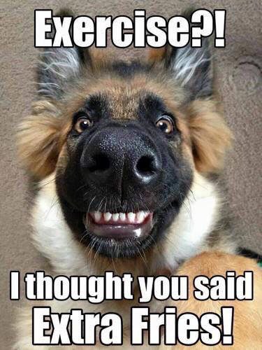 German Shepherd Cafe tweet media