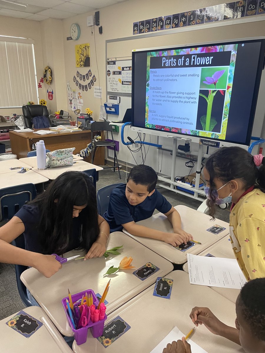 4th grade completed a flower dissection lab for inquiry Wednesday which included identifying the parts of a flower as they dissected it and cutting into the stem and pistil to better understand their purposes. 👩‍🔬🧑‍🔬🌷 #kmesbearcubs #kmesforthewin #oneteamonegoal #sdocgoodtogreat