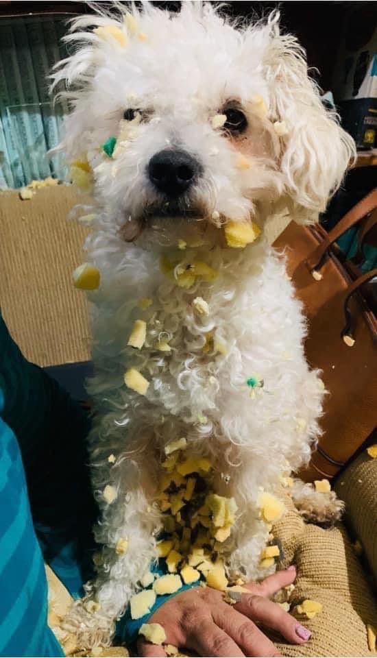 DiloConPerritos's tweet photo. Yo: No quiero tener hijos porque no quiero estresarme. 

Mi perrito: https://t.co/z8B2ezAQfw