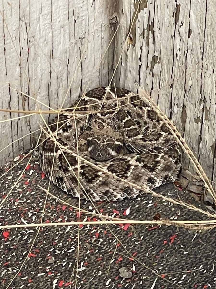 Isaac Allender tweet media