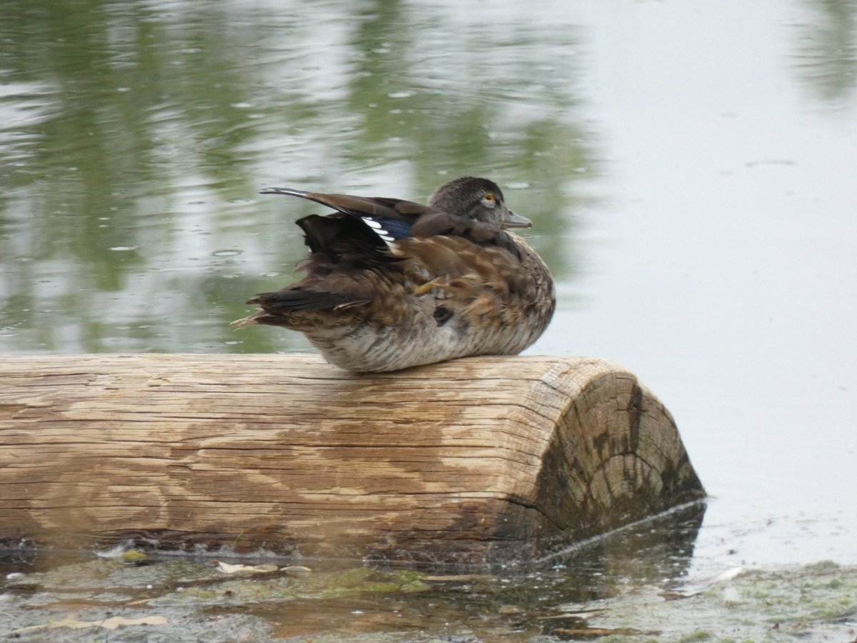 BRotness's tweet photo. Duck-of-the-Wood 
[Wood ducks on wood, Spring Meadow] #birds
#birding #nature #birdwatching #wildlife
#birdphotography https://t.co/5Hzv5D6Tz9