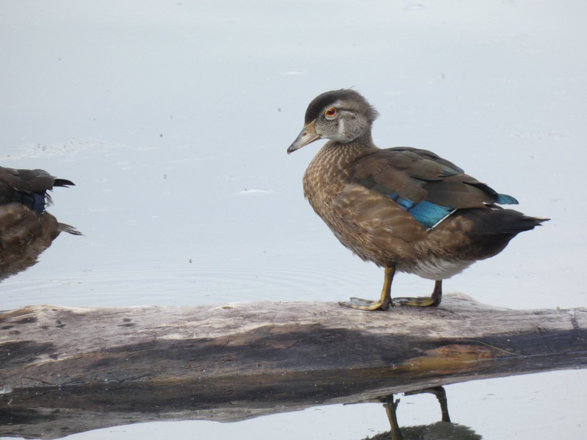 BRotness's tweet photo. Duck-of-the-Wood 
[Wood ducks on wood, Spring Meadow] #birds
#birding #nature #birdwatching #wildlife
#birdphotography https://t.co/5Hzv5D6Tz9