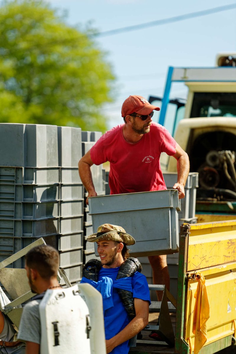 Merlots terminés!

La première grande étape des rouges 2022 est terminée. Nous venons maintenant de commencer à rentrer les cabernets, avec notre excellente équipe de vendangeurs.

C'est un beau millésime de rouge qui se profile…