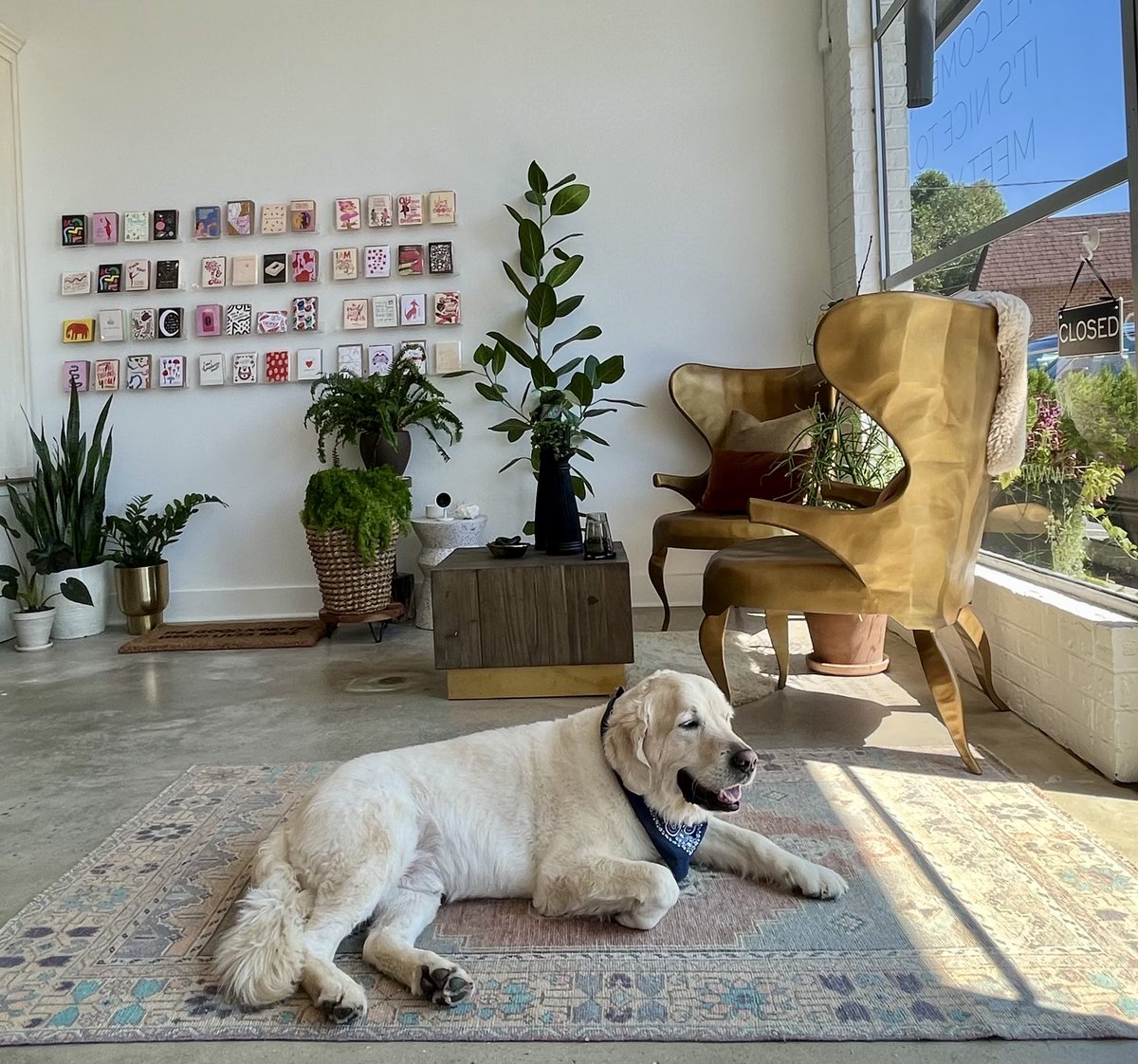 Sarah_Donehoo's tweet photo. Inside @MetalandPetal’s design studio you can find artisan stationary, candles, #velvet upholstery and Ranger, who likes to relax on top the #traditional carpets. The storefront’s lush, maximalist atmosphere is similar to @Anthropologie. https://t.co/NDd2p6U5EP