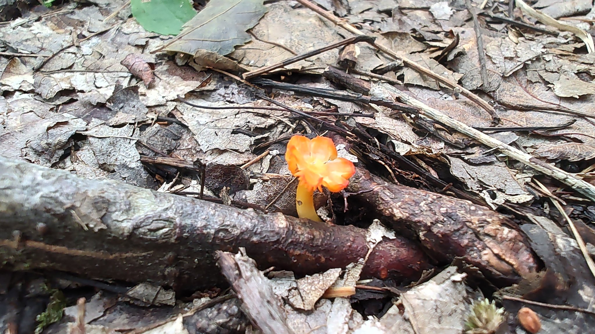 ashikai on Twitter "What kind of mushroom is this and why is it so