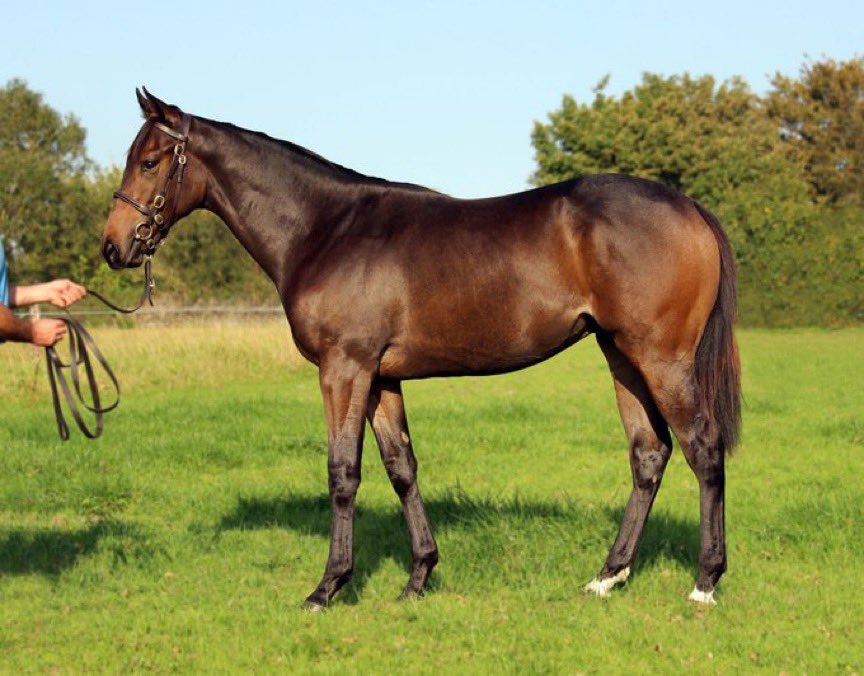 fitzgeraldalice's tweet photo. A second straight win for Glen Cove as he scores @Southwell_Races for @SimcockRacing. 
The son of @OverburySires Ardad was sold @Tattersalls1766 Book 3 to @BlandfordBldstk 
#SummitBloodstock https://t.co/dKkfic44WR