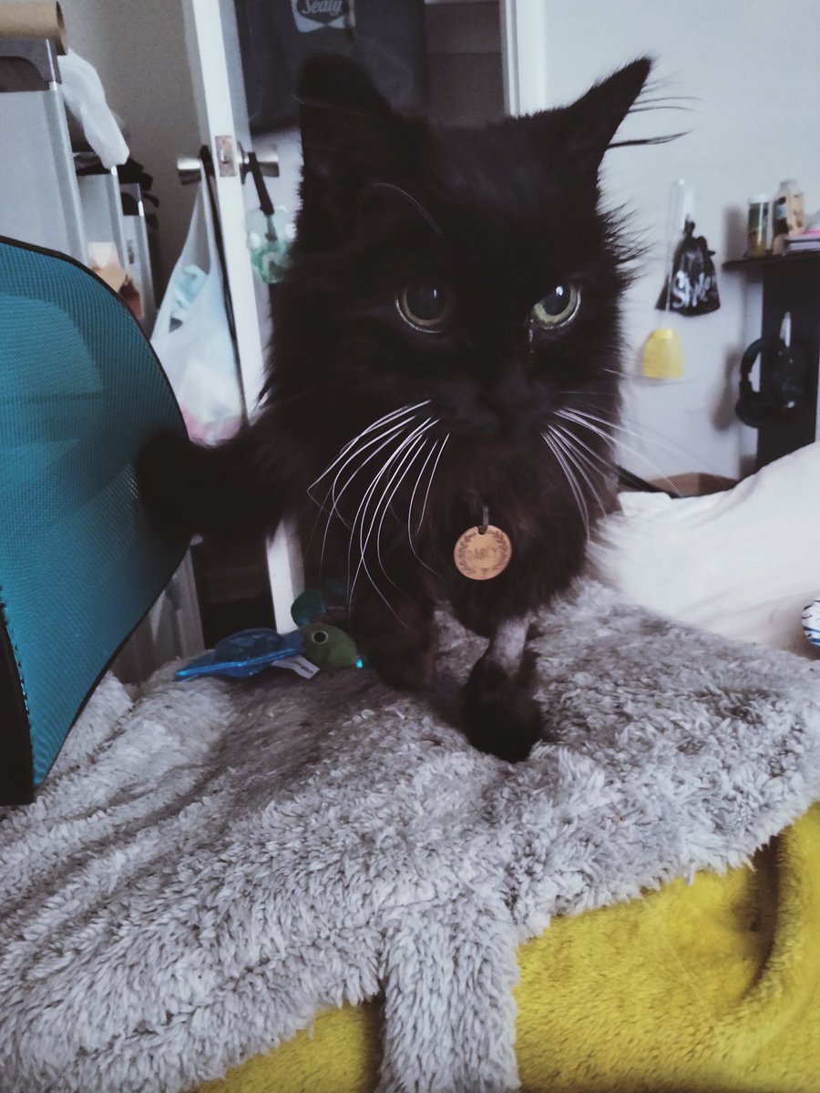 PretzelLoaf's tweet photo. You can physically see the difference in how she feels better, than before. Darcy is extremely important to me, and I only want good things to happen for her💕 https://t.co/Gw26NZebGM