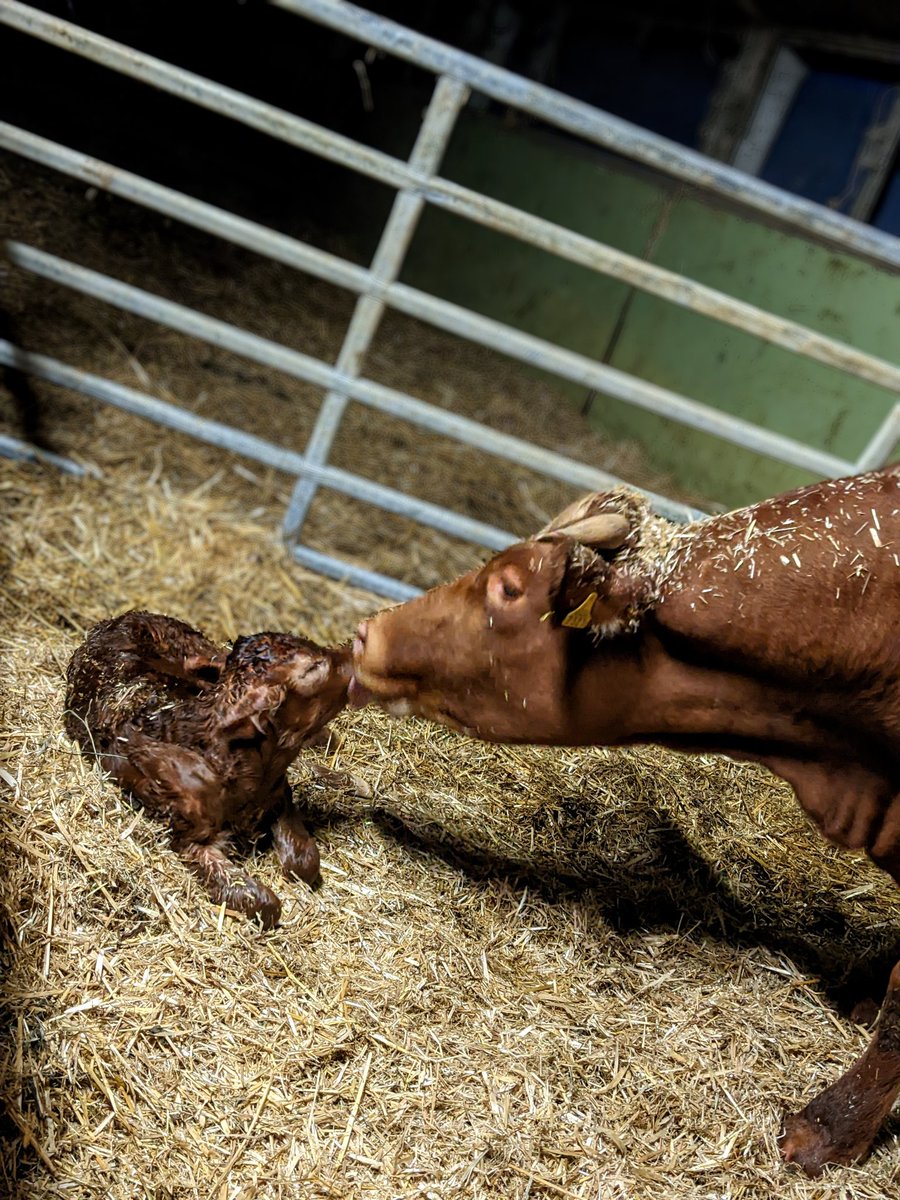 alainbuetler's tweet photo. Ein Lichtblick in diesen Tagen 🥰. Rind ILUNA mit ihrem ersten Kälblein. Ein Stierkalb. Ohne Hilfe zur Welt gebracht.
#mutterkuh #cow #calf #happymoments
#Farming https://t.co/PamJzD6nNi