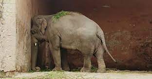 TenacityMatters's tweet photo. @ElephantsRule @japanelephants Free at last from 15 years of unforgivable solitary confinement 😢
I hope that in spirit she will be reunited with her family and herd now 💚
Why do humans do this to them.
#RIPHanako #zooskill #zoochosis https://t.co/zrFYnQnuPH