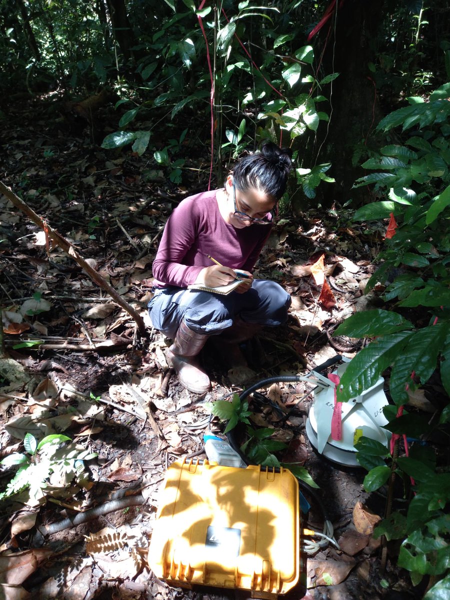 Sensitivity to change: STRI intern Maria Montero-Sanchez investigates the acclimation of soil microbes and respiration rates to cooling and re-warming, after SWELTR was temporarily switched off during the COVID-19 pandemic