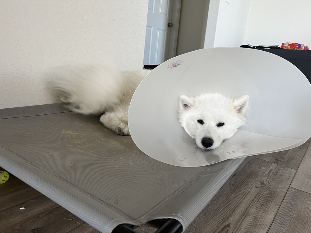 Sakumai ☀️ tweet media