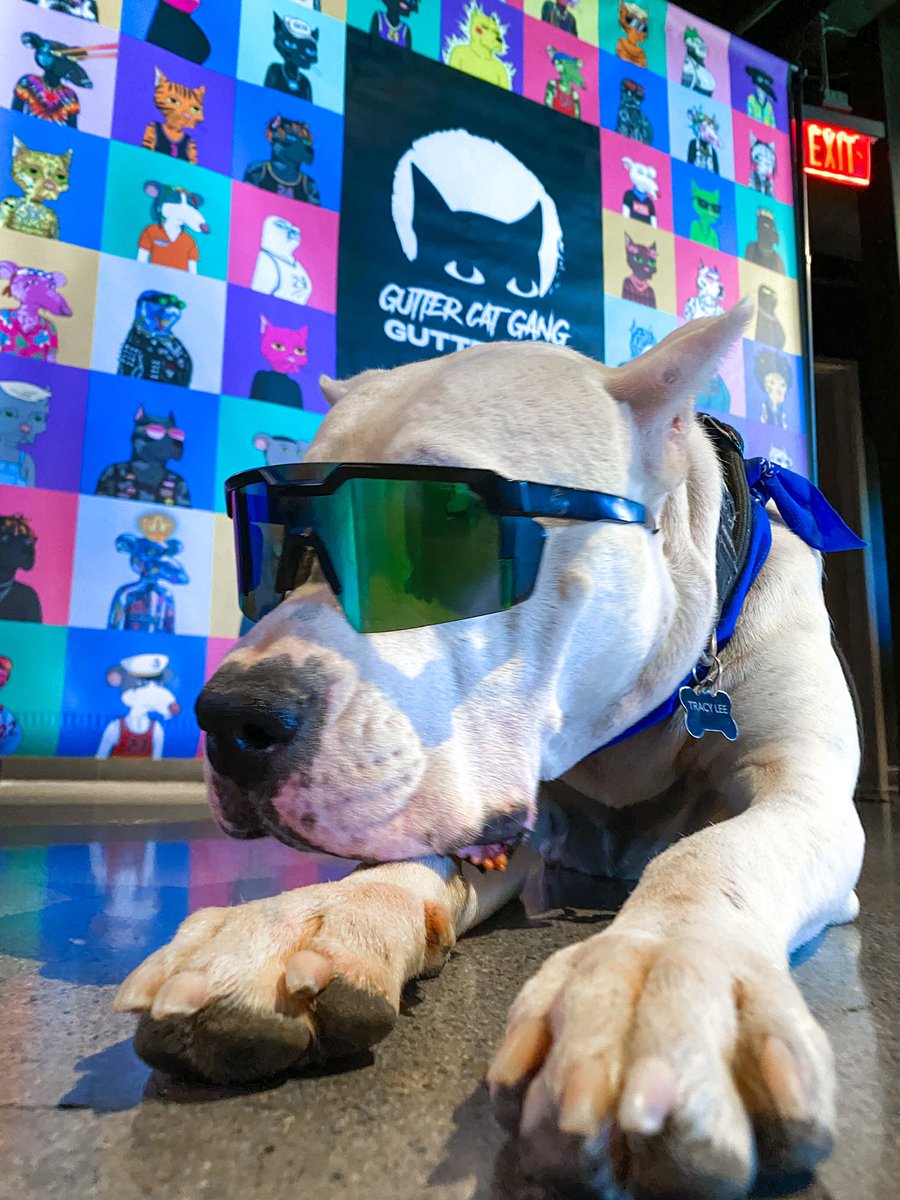 dogoasawa's tweet photo. Asawa had a blast @GutterCatGang #guttercon22 #guttercon
Thank you to all the people who were so amazing to her! https://t.co/LFZVMYva0F