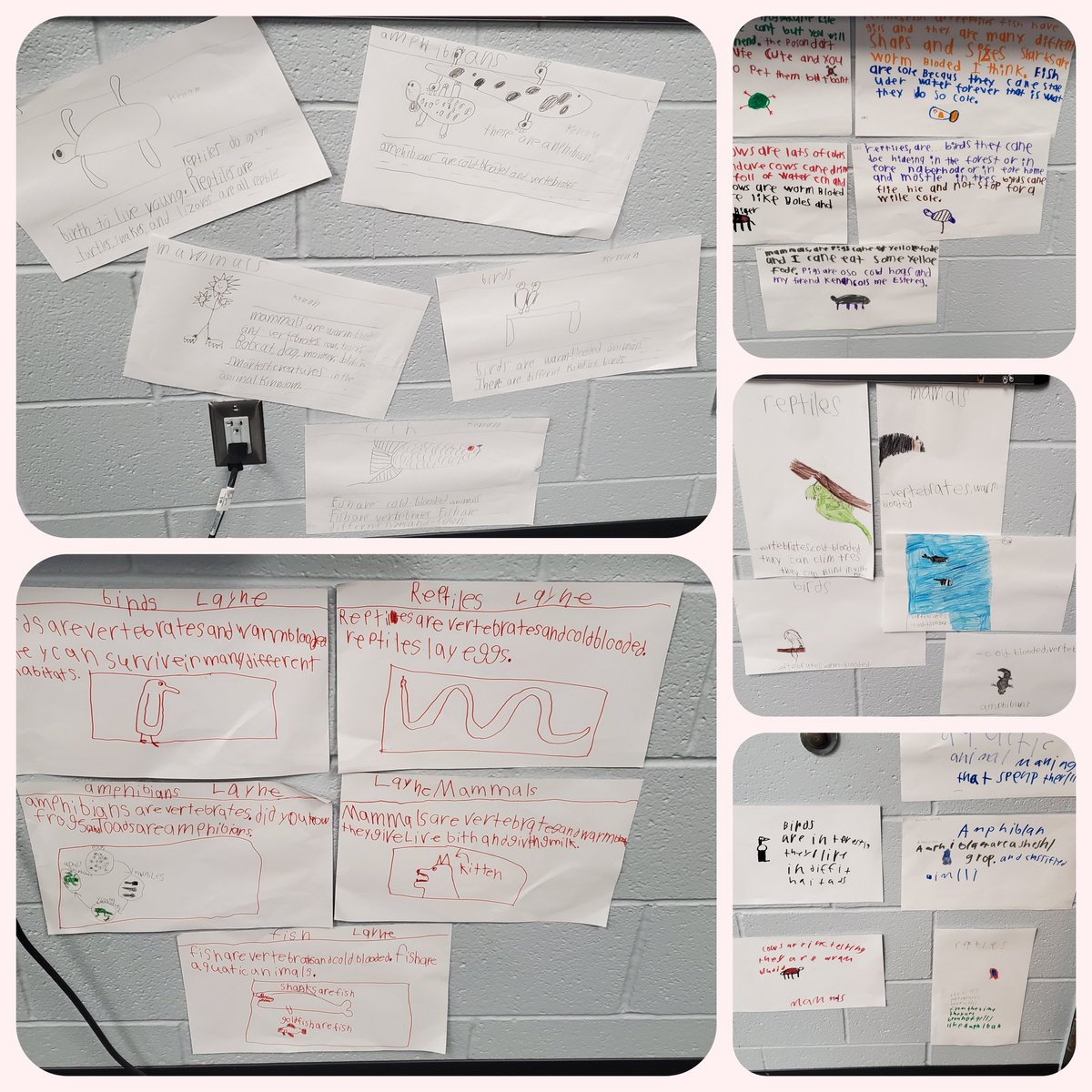 ashleyarbuck's tweet photo. 3rd grade has been learning about different Animal Classifications in Reading. The kids got the opportunity to put their knowledge on posters! Their creativity blew me away! #emwolves #creative https://t.co/I0USyWwUqj