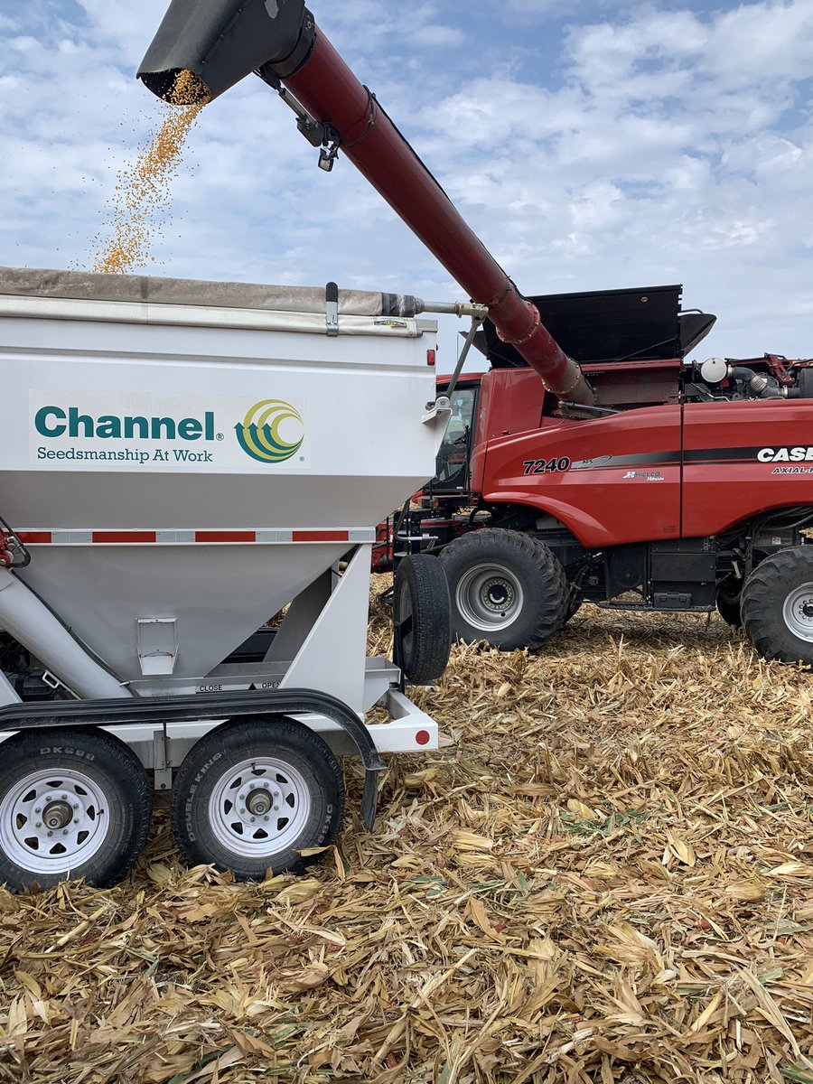 Craig Stiens (@craigstiens) on Twitter photo First <a href="/ChannelSeed/">Channel Seed</a> corn plot out in NW Missouri. 218-55TRERIB takes it. 214-78DGVT2RIB 2nd. 212-52SSP 3rd. <a href="/Channel_MO/">Channel Missouri</a> #PlacedToPerform #Harvest22 First <a href="/ChannelSeed/">Channel Seed</a> corn plot out in NW Missouri. 218-55TRERIB takes it. 214-78DGVT2RIB 2nd. 212-52SSP 3rd. <a href="/Channel_MO/">Channel Missouri</a> #PlacedToPerform #Harvest22