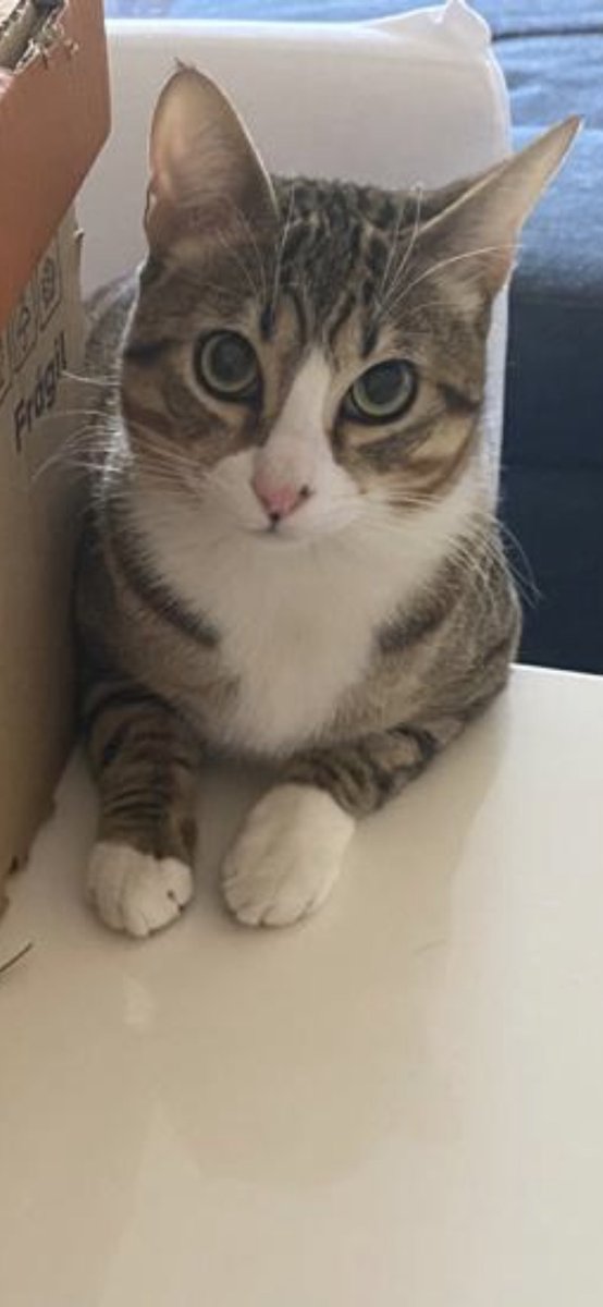 itsisabelalopez's tweet photo. La cara de Simba después de enterarse que @EditorialByN no va a sacar a��n ni sinestesia ni odio irresistible https://t.co/3rW5tu3LR6