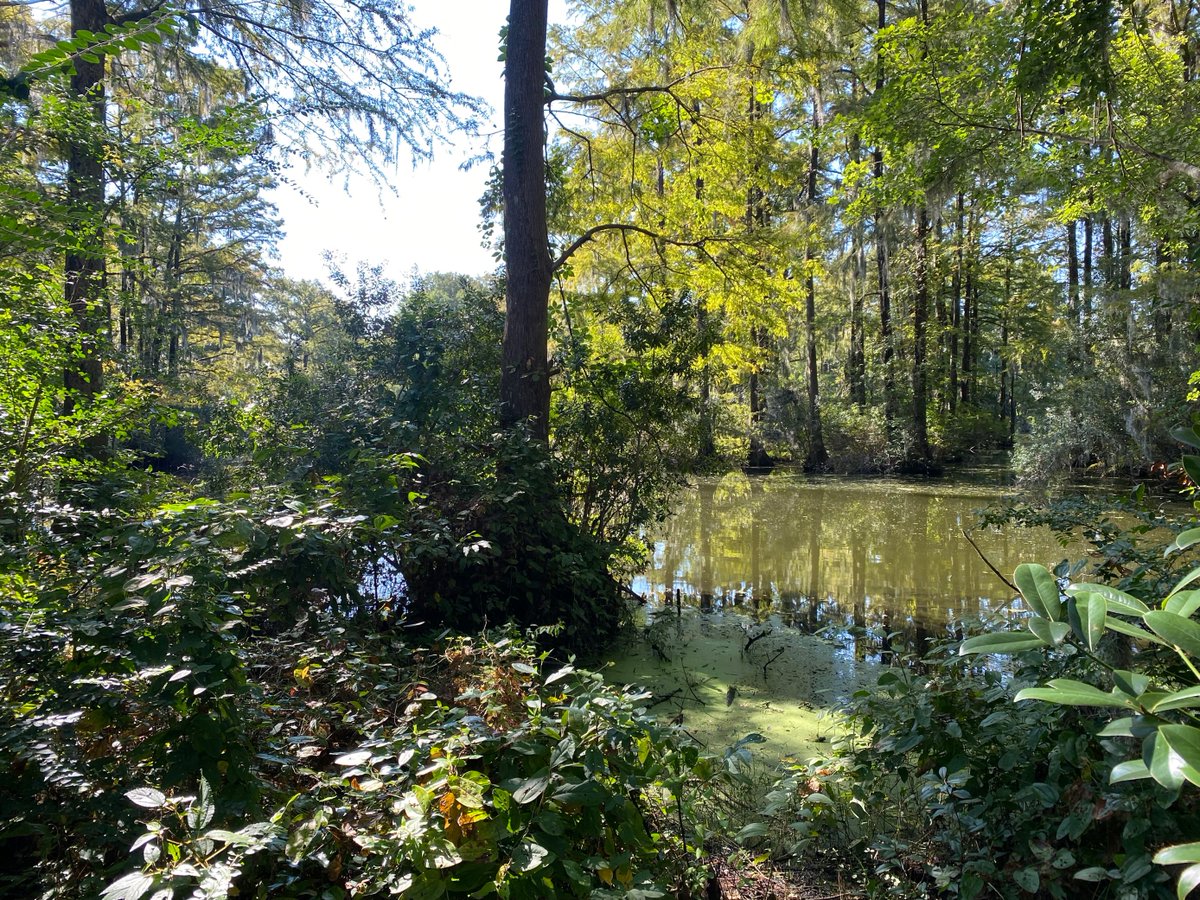 CityofWilm's tweet photo. Fall looks fabulous on you, Wilmy! 

📍Greenfield Lake https://t.co/tuB7UtI6t8