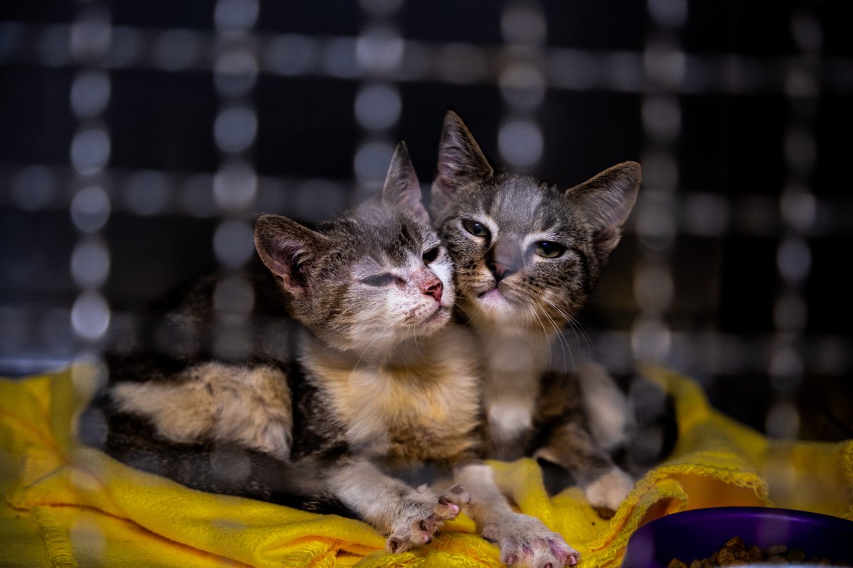 Frust und Dankbarkeit - so ist die Lage im Northeimer Tierheim - northeim-jetzt.de/frust-und-dank… #northeim #nurinnortheim