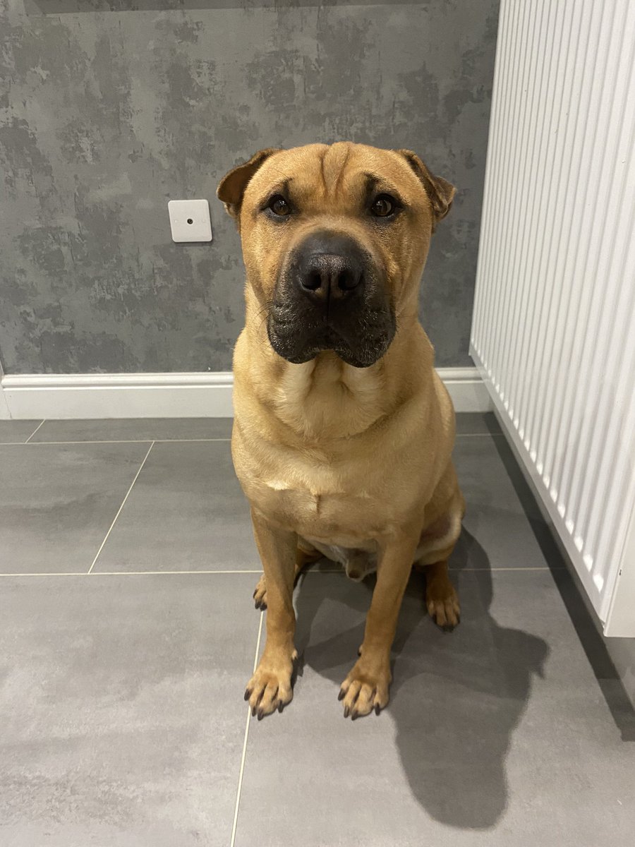 ꓘo₿a 🇵🇸 tweet media