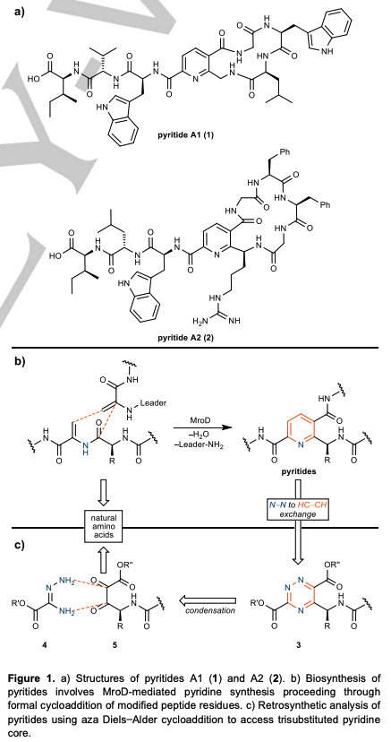 TotalSynthesis's tweet photo. #Bioinspired #TotalSynthesis of Pyritide A2 through Pyridine Ring Synthesis by Annie R. Hooper, Andraž Oštrek, Ana Milian-Lopez, and David Sarlah @SarlahLab at @ChemistryUIUC in @angew_chem  https://t.co/X3kKe8LMIA https://t.co/QlpFhBVJHr