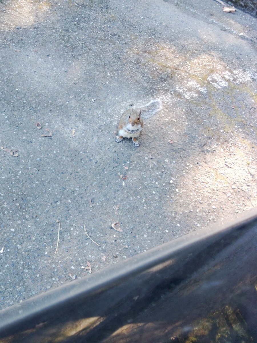 MaximPlatt's tweet photo. So not really posting as many photos on here of my trip it's pretty much all on my Instagram. But here is a picture of a squirrel coming after my food. https://t.co/3efKdLC99D