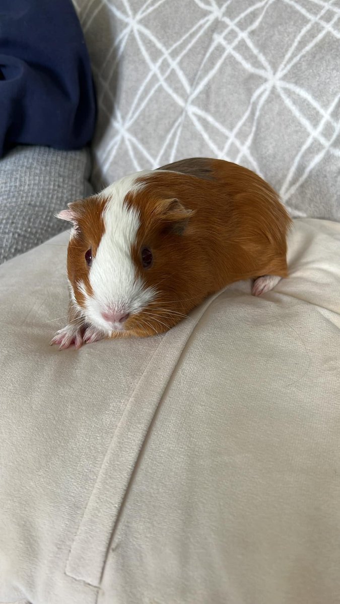 Pool CE Primary Sch tweet media