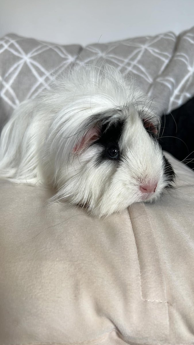 Pool CE Primary Sch tweet media