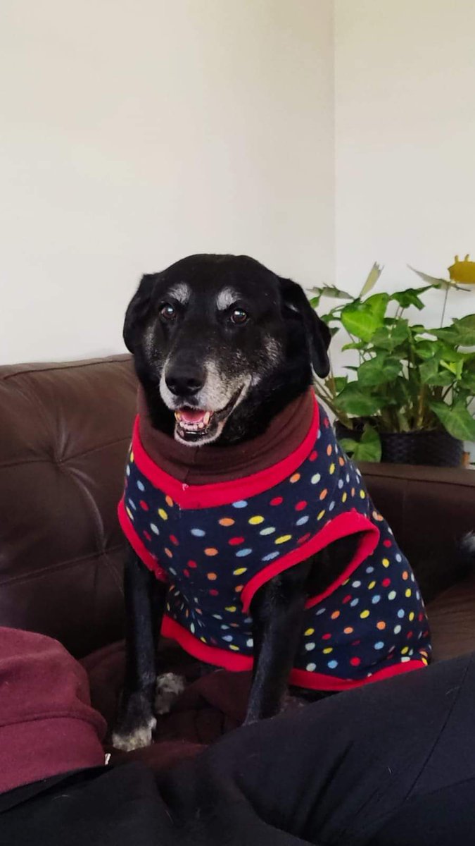 hwittigb's tweet photo. URGENTE busco a mi perrita se llama "Gordita" se extravió desde el sector norte de Villa Alemana. Cualquier información llamar al teléfono +56963473137  +56982564375 RT https://t.co/VK7xlk0OPn