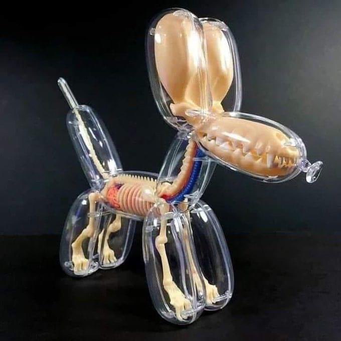 anatomia de um cachorro de balão