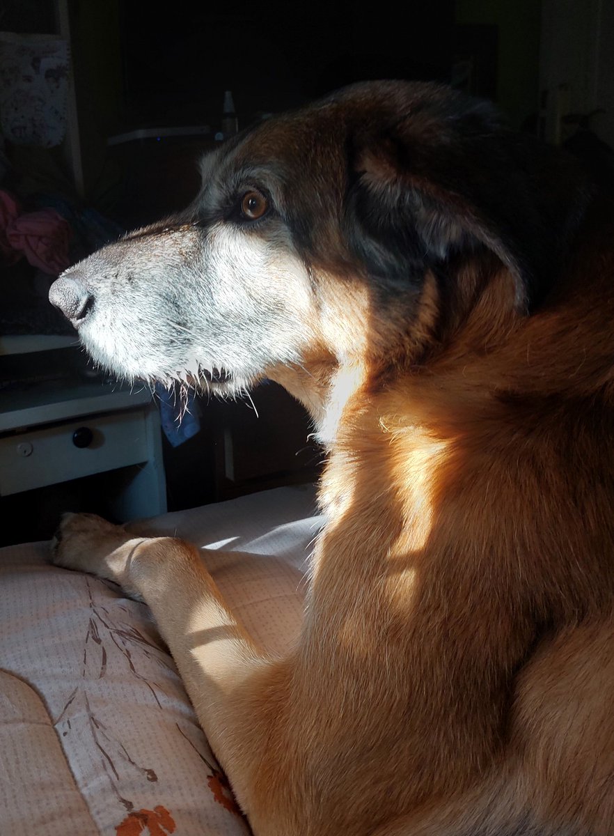 cakeofgon's tweet photo. Miren a mi perrito con un rayo de sol https://t.co/lQDInDgFqw