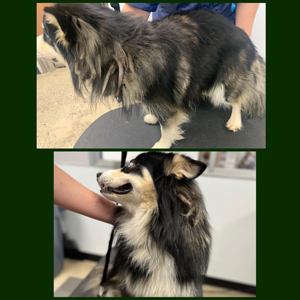HumaneMarion's tweet photo. Petsense Ocala strikes again! They did such a beautiful job on our stunning Hudson boy. The matted fur is gone and he couldn't be more happy about it. Thank you so much for all of your donated time and resources! #ittakesavillage #adoptHSMC https://t.co/Z764SUJ4UT