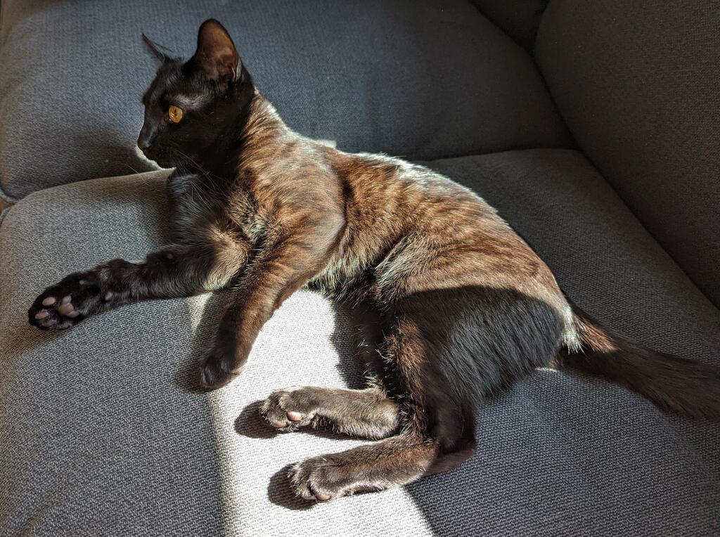 Mildly interesting on twitter my normally black cat has tiger stripes