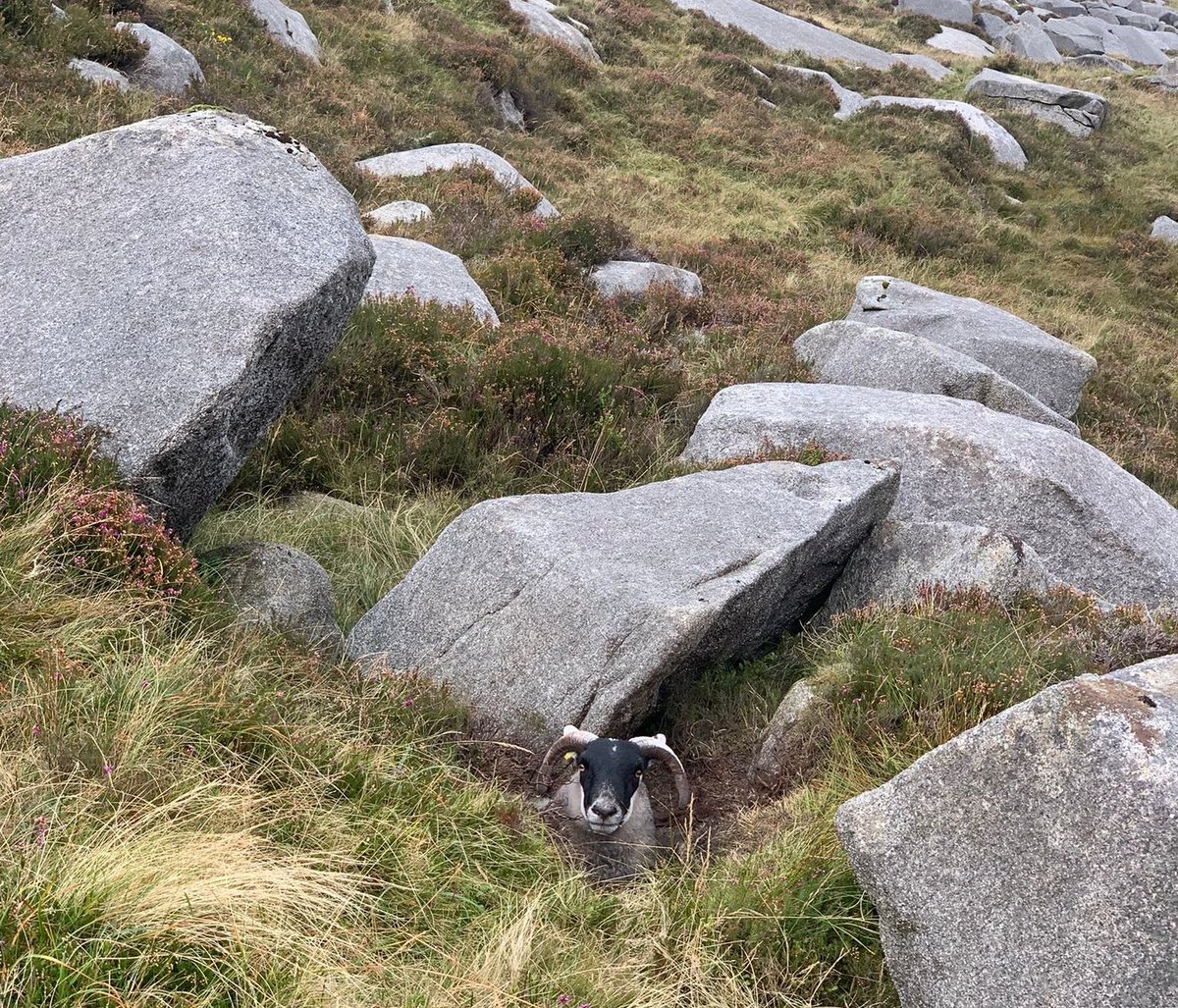 Mournelive tweet media