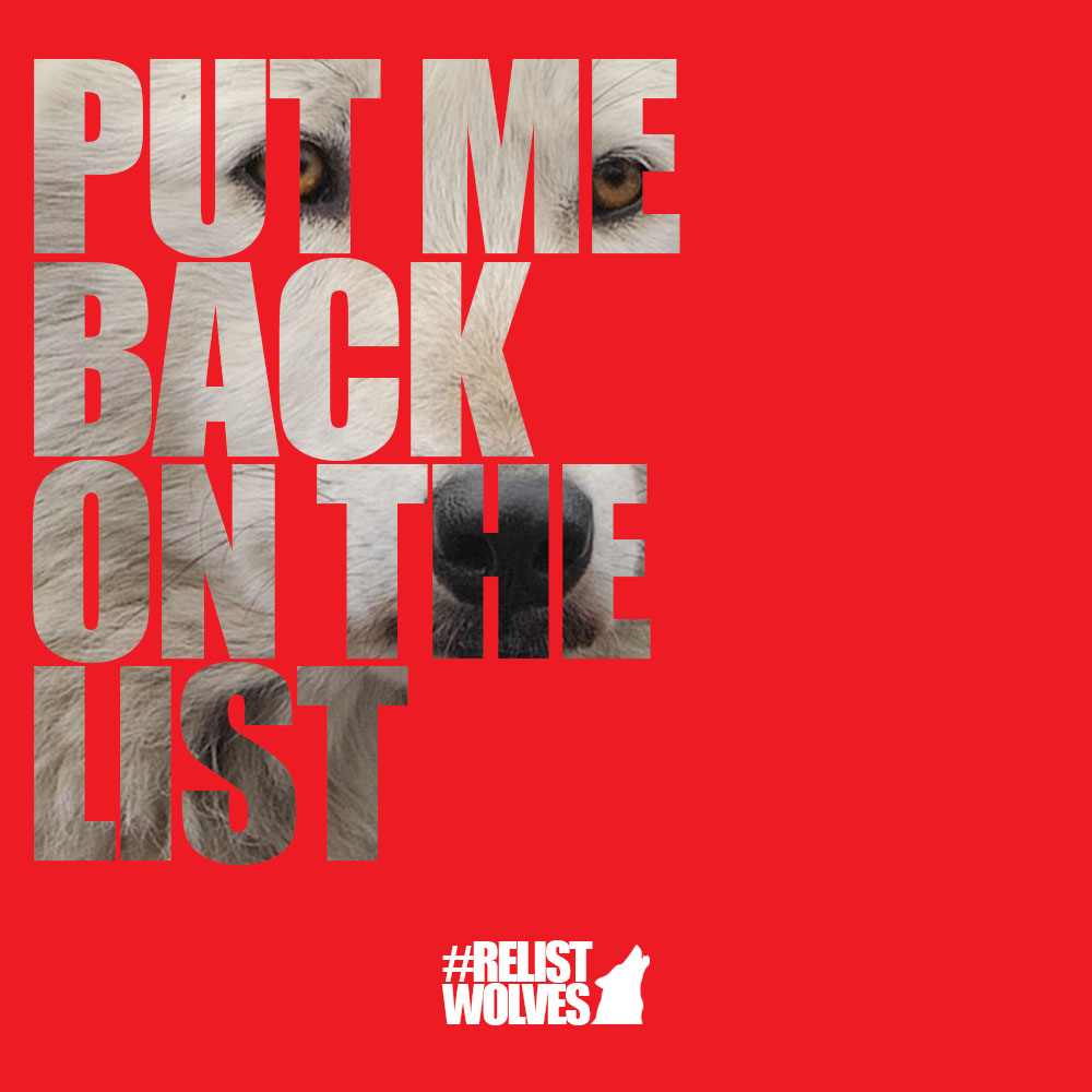 Hope Springs Eternal on Twitter "RT 5 wolves have been