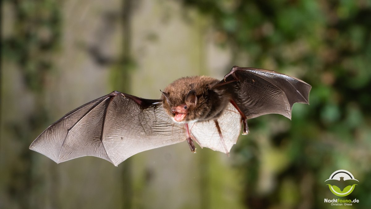 nachtfauna's tweet photo. For Daubenton's bats (#Myotis #daubentonii), hibernation is now beginning. The first animals have already moved into their hibernation sites and will not leave them before March.
#daubentons #bats #hibernation #batprotection https://t.co/9ckoxNI9wl