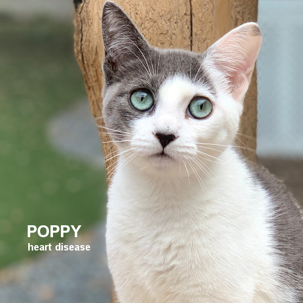 Poppy is 1 year 3 months-old and a bit shy at first, but once she gets to know you she’ll be your best friend. Poppy probably won’t be a lap cat, but she’ll appreciate your attention and welcome pets and rubs.  Poppy hasn’t shown any symptoms of heart disease. #snapcats