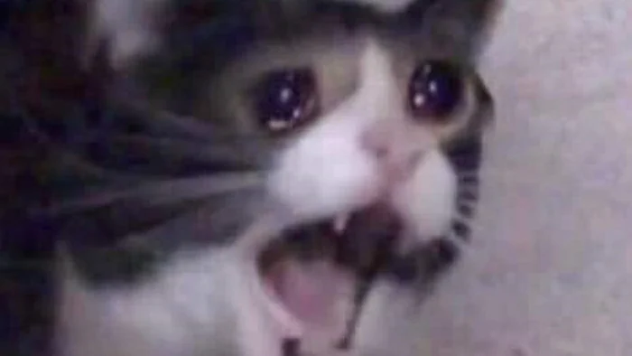 * 𝓢𝘩𝘪𝘦𝘥𝘢 𝓚𝘢𝘺𝘯 (@niightbriinger) on Twitter photo 