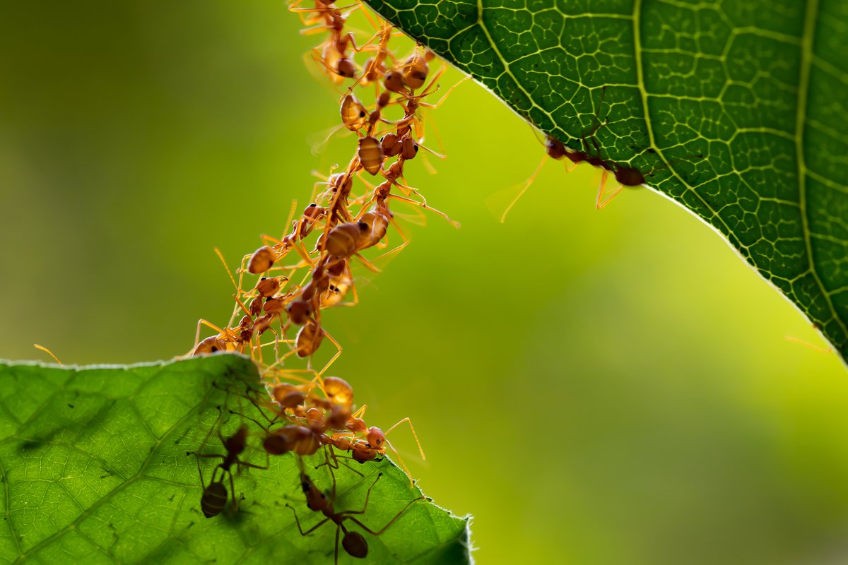 Earth harbors nearly 20 quadrillion #ants, which corresponds to a biomass of approximately 12 megatons of dry carbon—exceeding the combined biomass of wild birds and mammals, a study estimates. In PNAS: ow.ly/a6Nj50KO72r