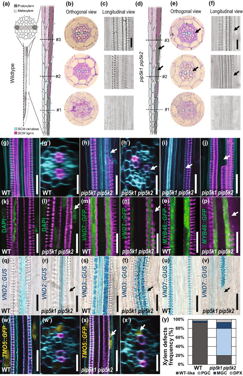 NewPhyt's tweet photo. Bipartite phosphoinositide-dependent modulation of auxin signaling during xylem differentiation in Arabidopsis thaliana roots

https://t.co/2f93JIWE9V https://t.co/q6MBiCrqoD